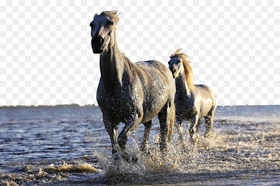 Chevaux，Eau PNG