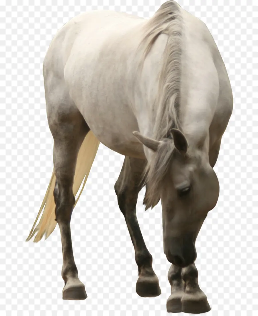 Cheval Blanc，Pâturage PNG