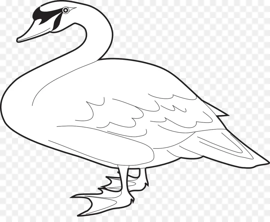 Cygne，Oiseau PNG