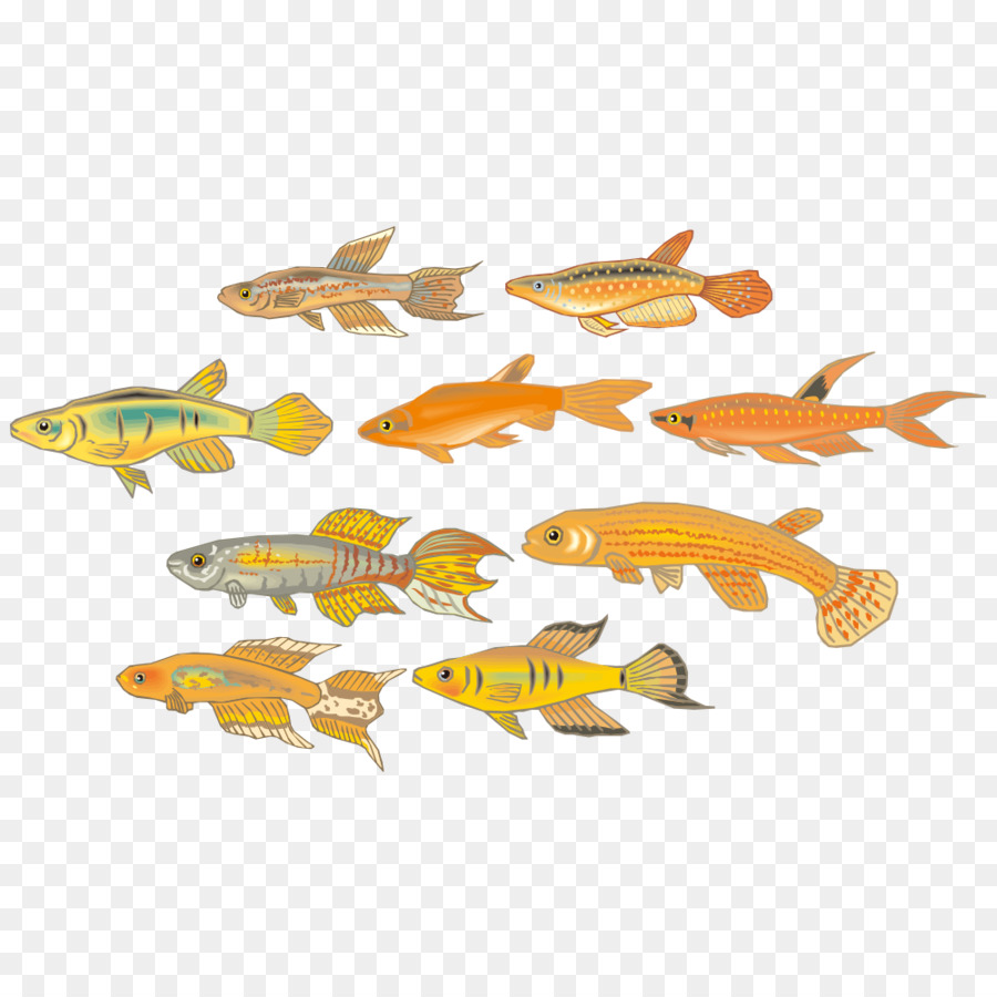 Poisson Coloré，Aquatique PNG