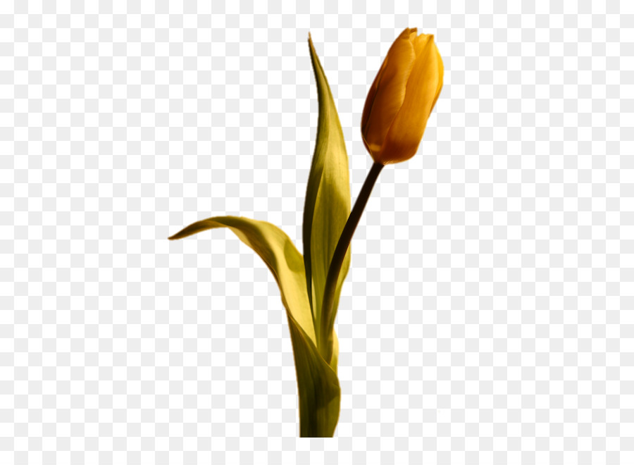 Tulip，Flower PNG
