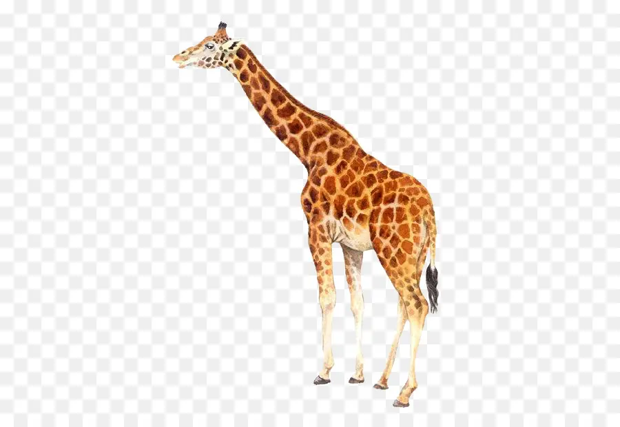 Girafe，Grand PNG