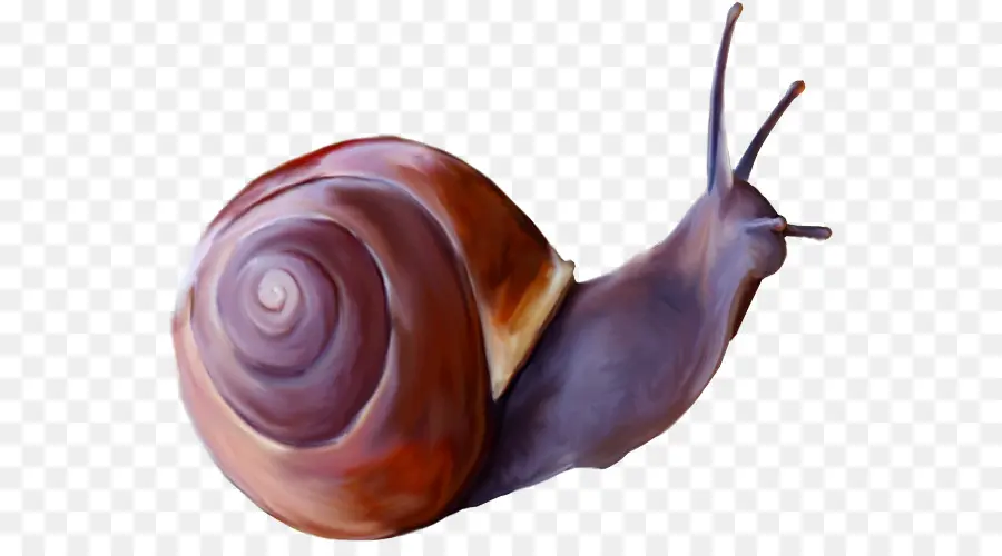 Escargot，Coquille PNG