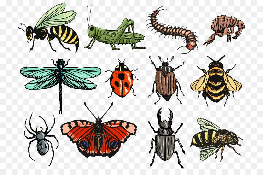 Insectes，Crawlies Effrayants PNG