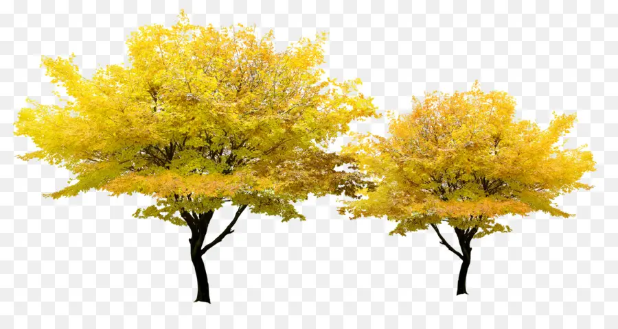 Arbres Jaunes，Automne PNG