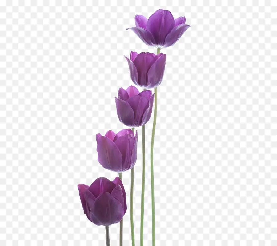Tulipe，Violet PNG