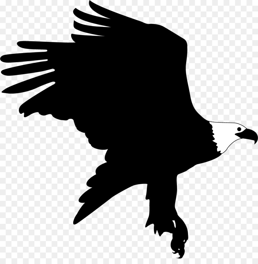 Aigle Silhouette，Faucon PNG