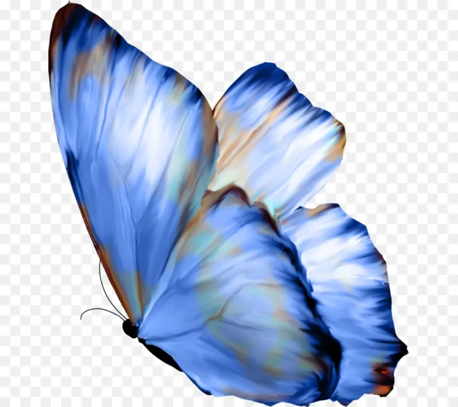 Papillon，Chien De Papillon PNG