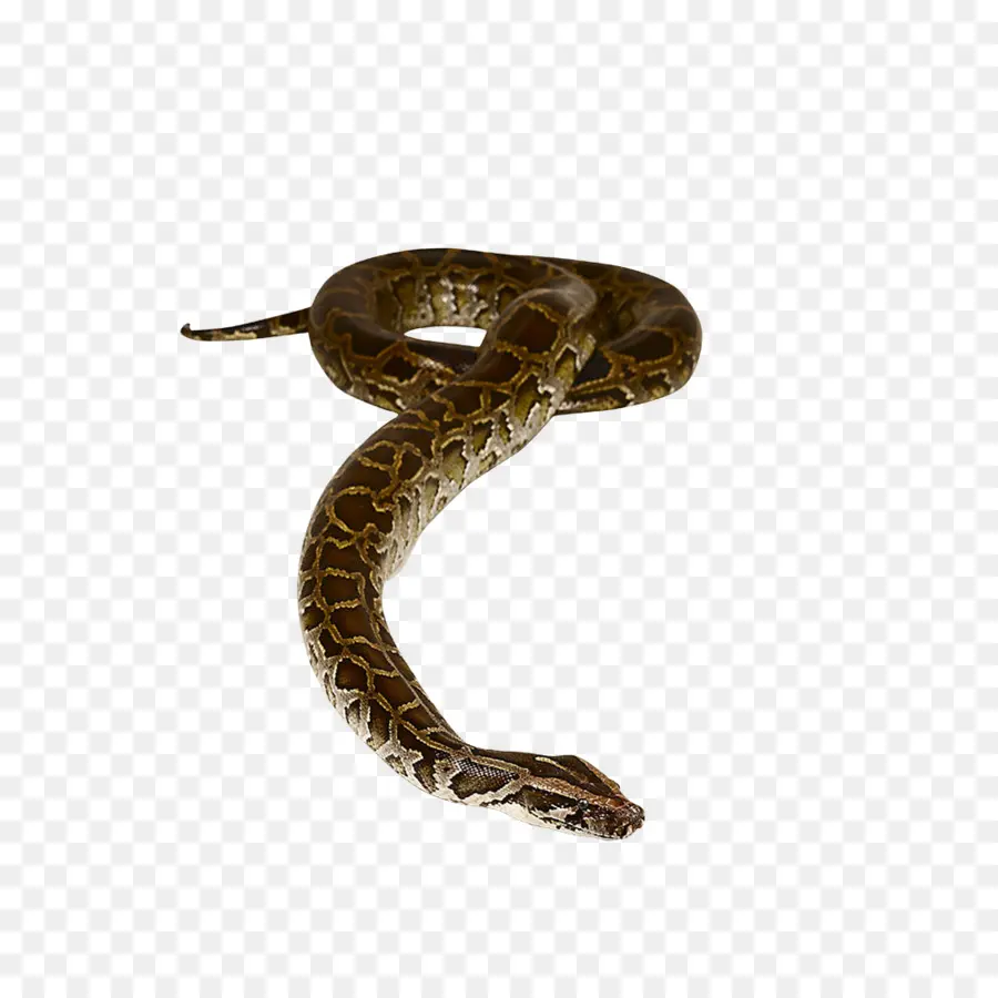 Serpent，Non Fiction PNG