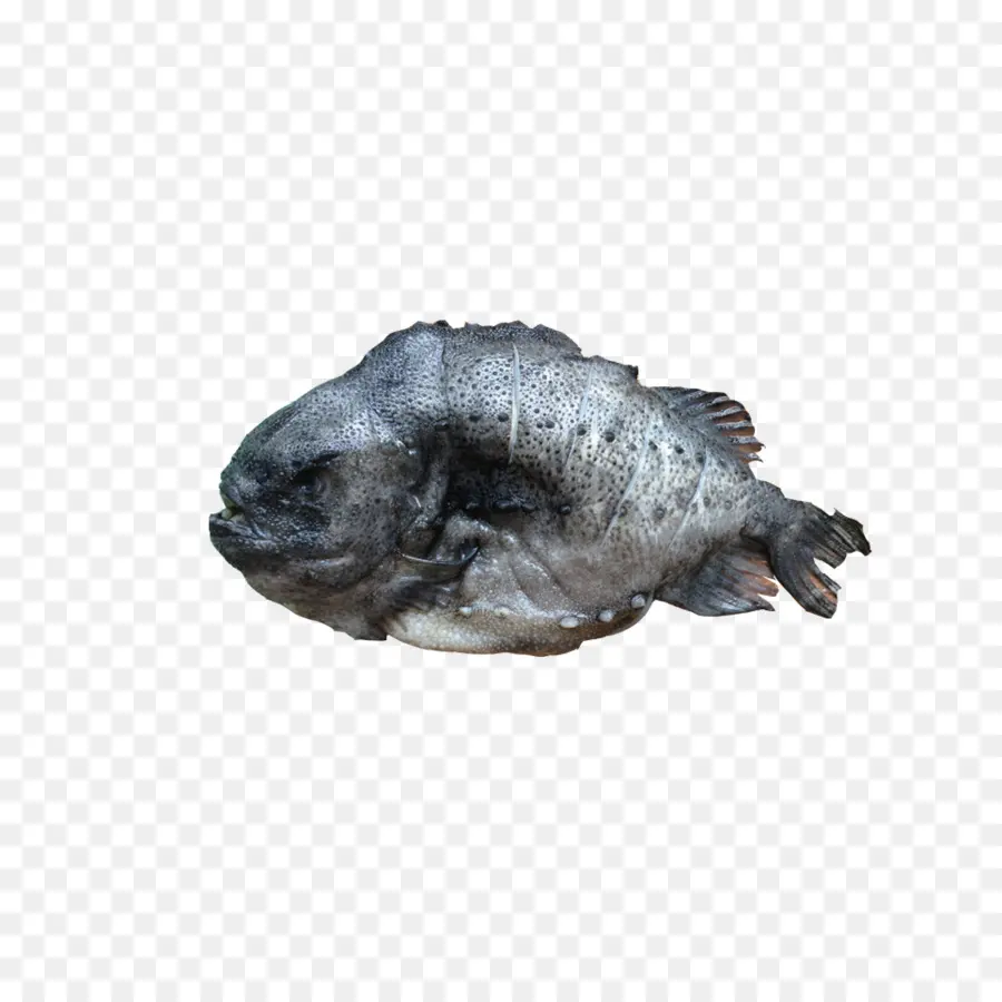 Poisson，Mer PNG