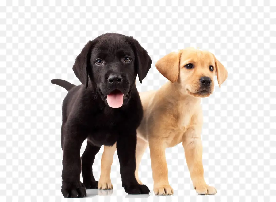 Chiots，Chiens PNG