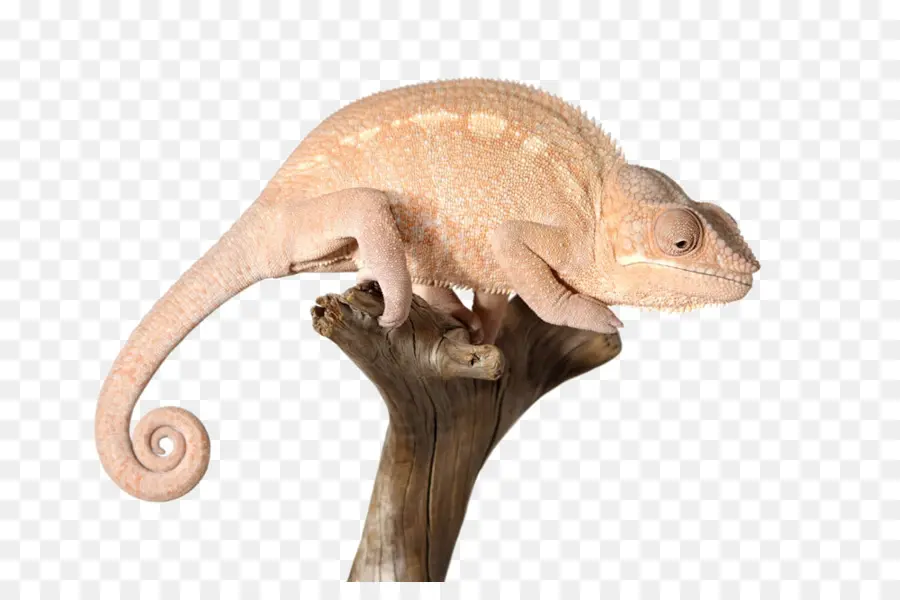 Reptile，Les Caméléons PNG