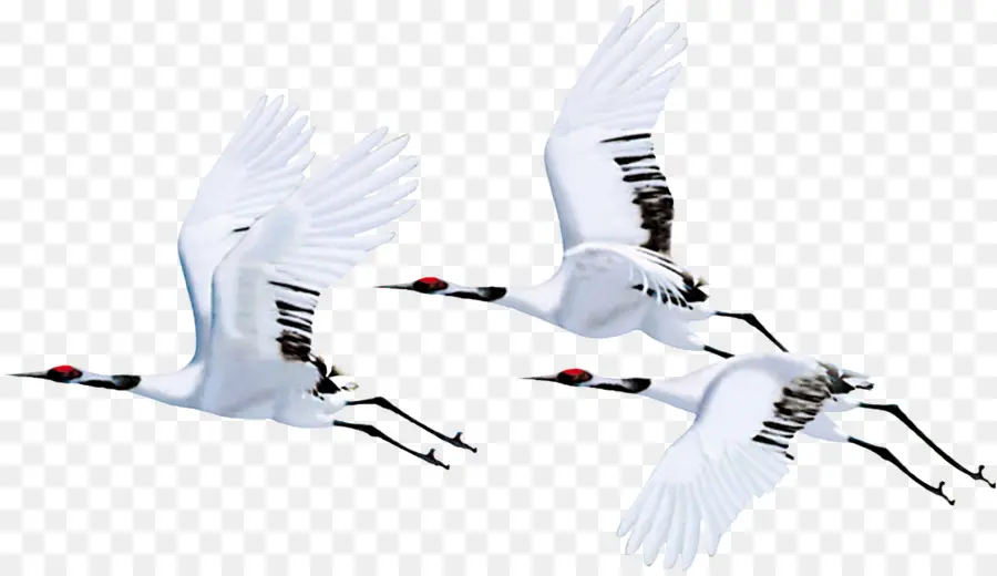 Grues，Vol PNG