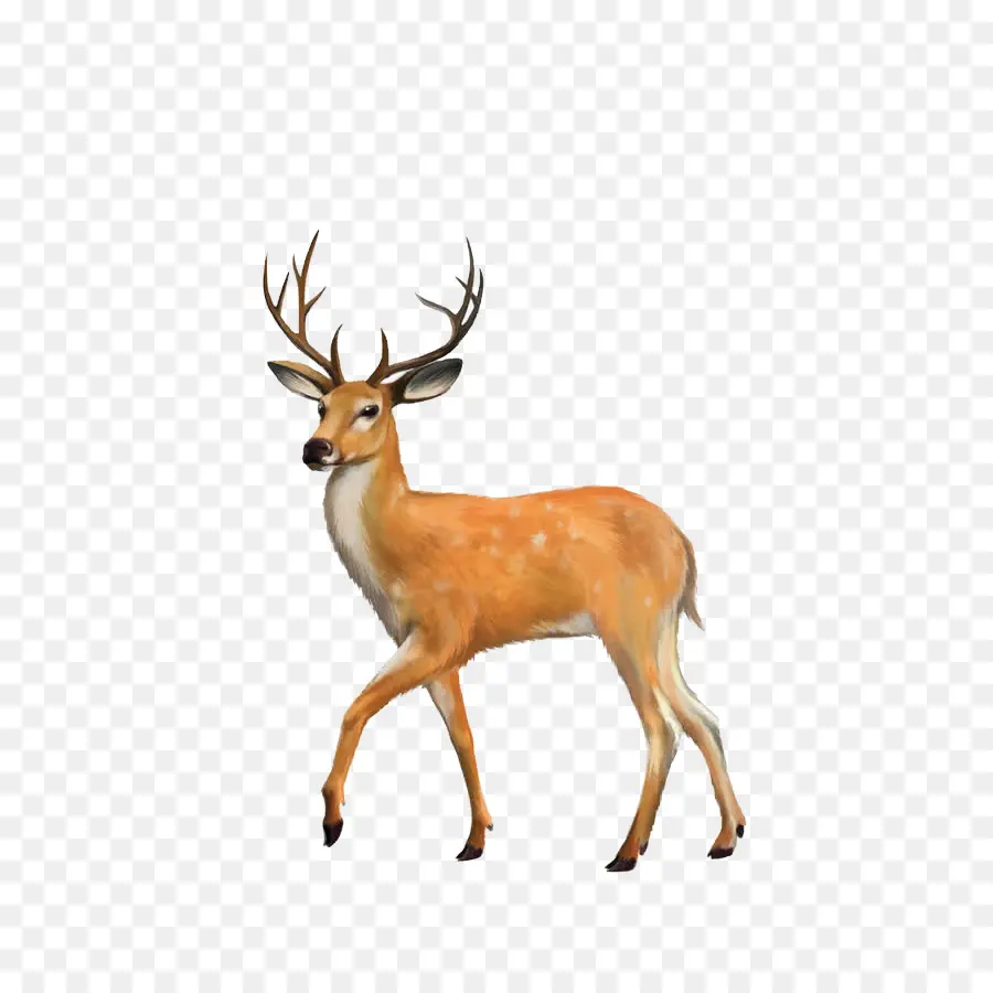 Cerf，Faune PNG