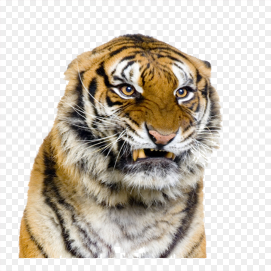 Visage De Tigre，Gros Chat PNG