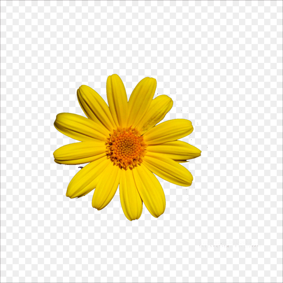 Fleur Blanche，Marguerite PNG