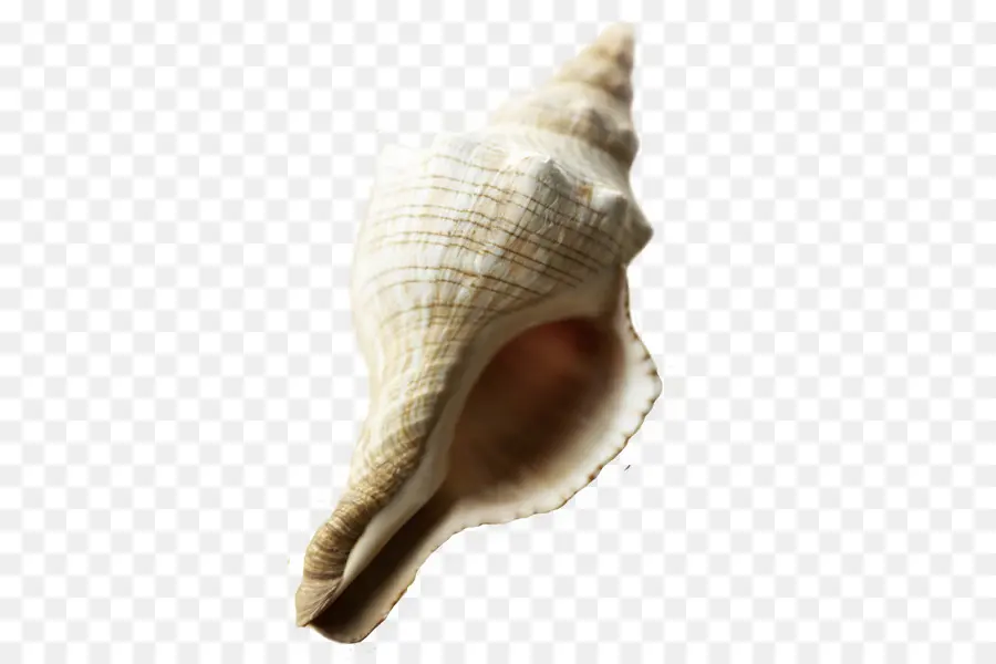 Coquillage，Mer PNG