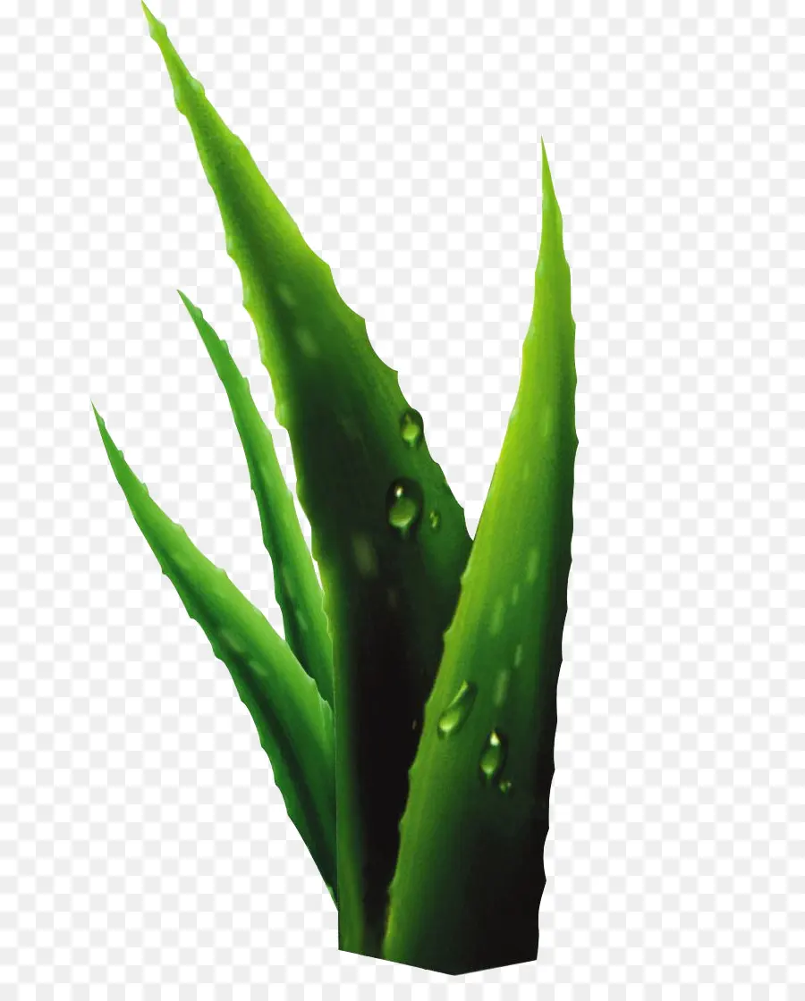 Aloe Vera，Usine PNG