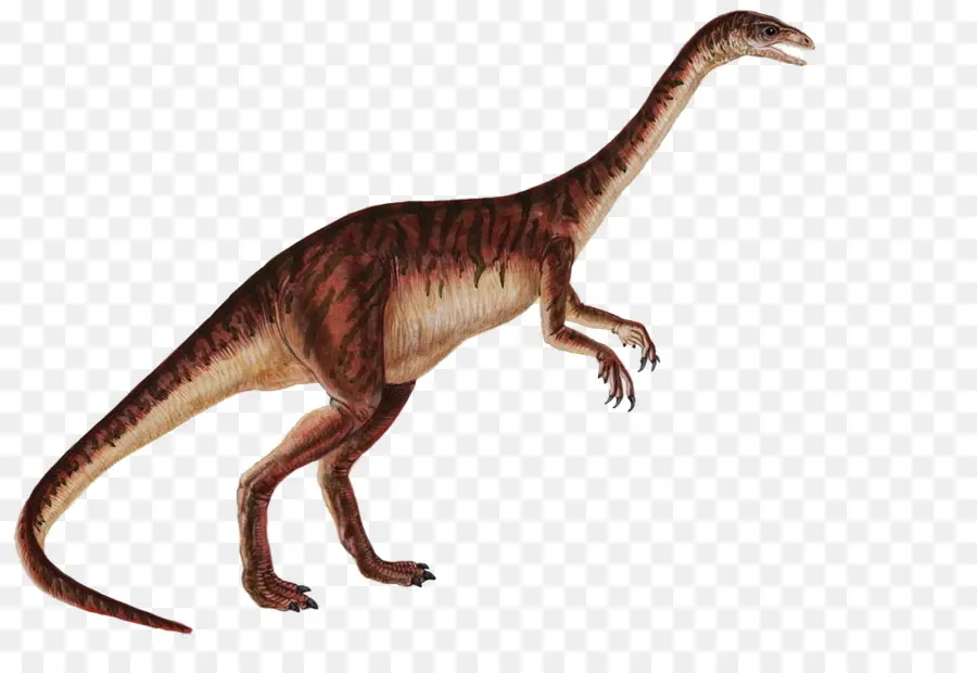 Anchisaurus，Dilophosaurus PNG