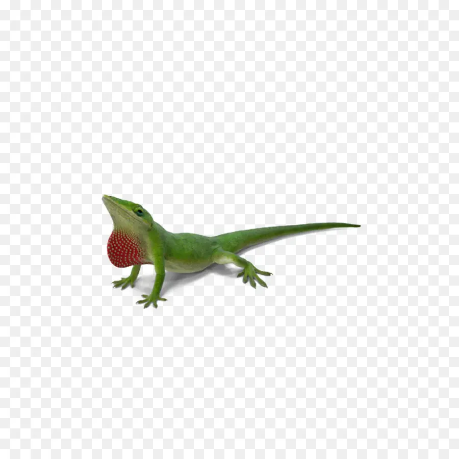 Lézard，Les Caméléons PNG