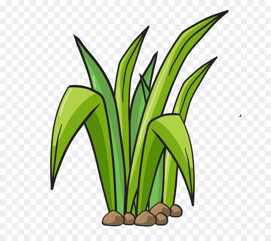 Herbe，Usine PNG