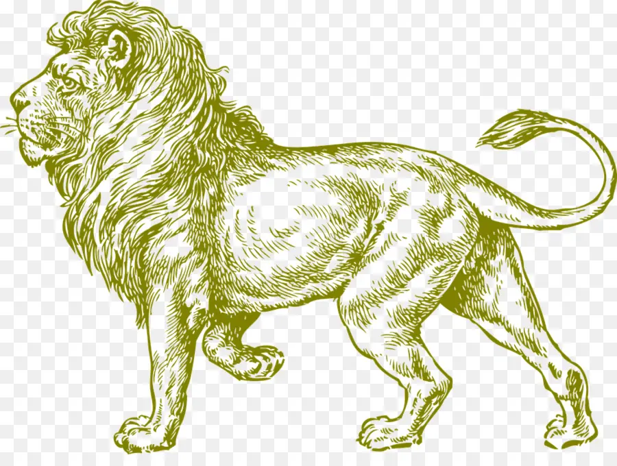 Lion，Roi PNG