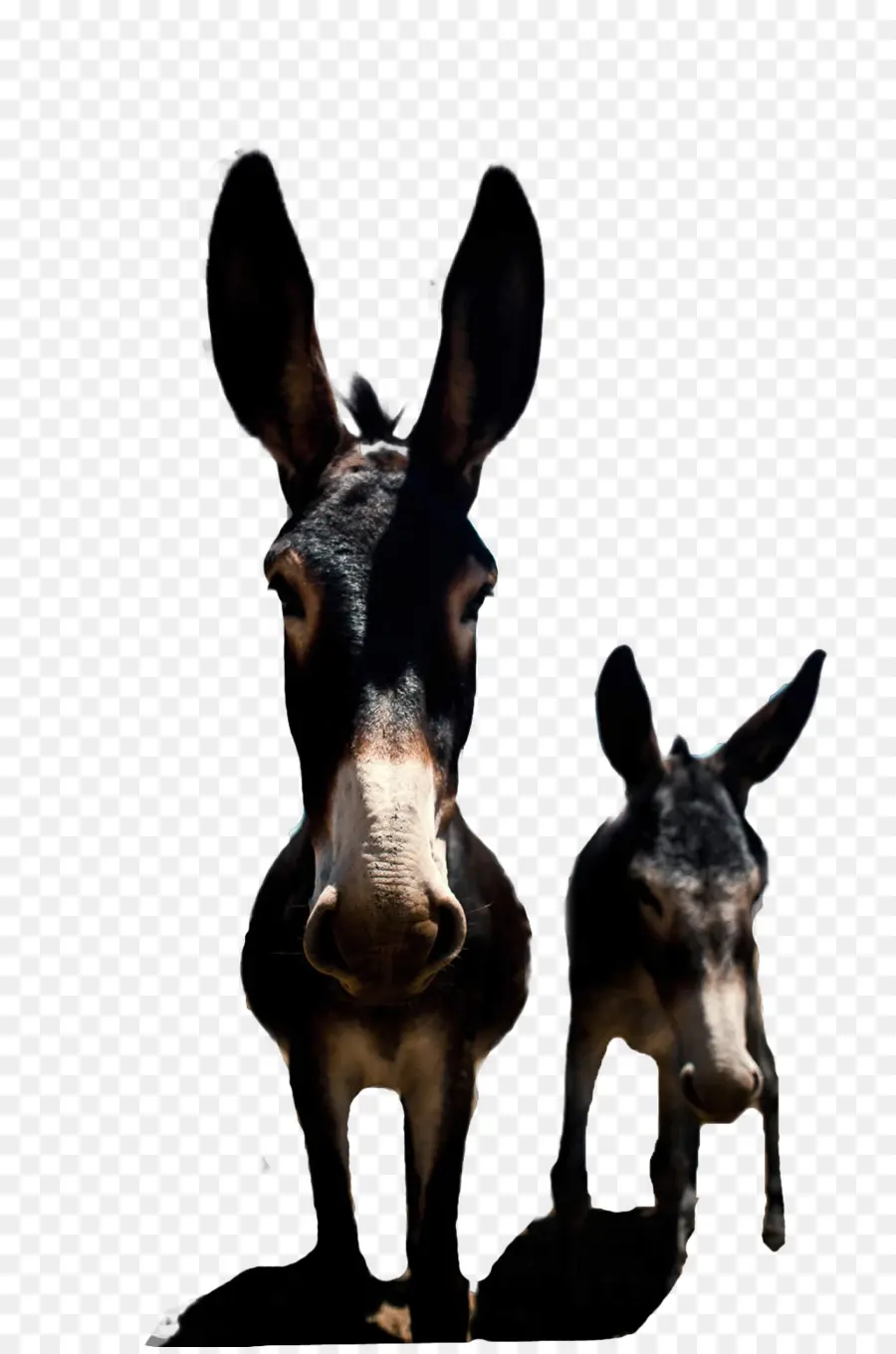 ânes，Mule PNG