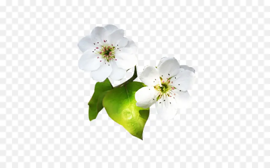 Fleurs Blanches，Fleurir PNG