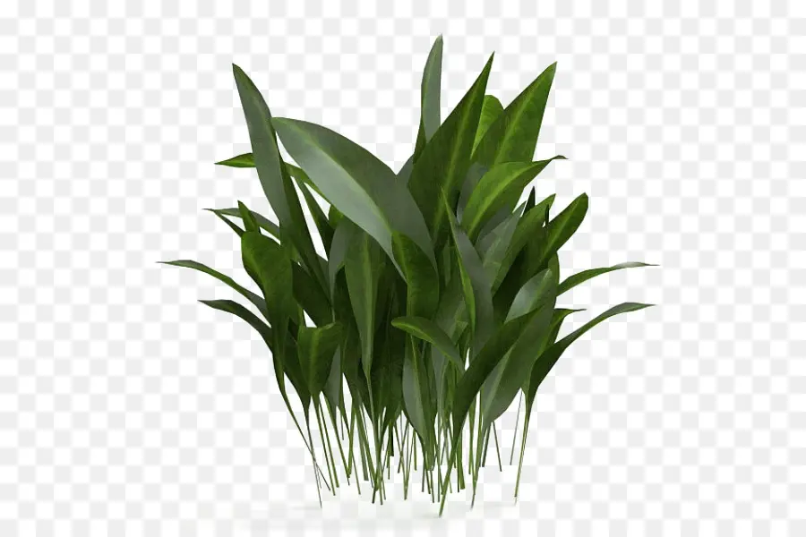 Plante Verte，Feuilles PNG