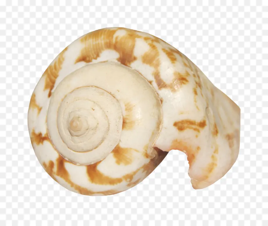 Coquillage，Coquille PNG