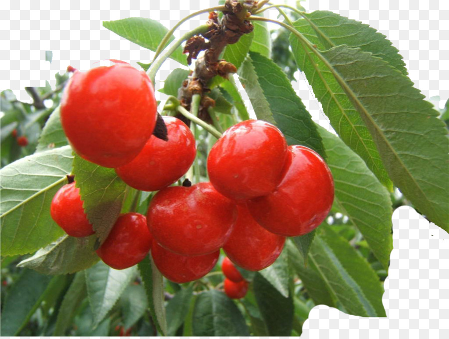 Cerises，Rouge PNG