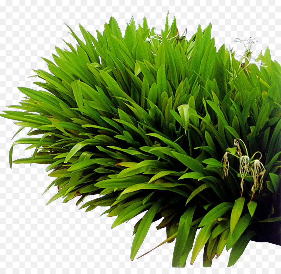 Buisson D'herbe，Vert PNG