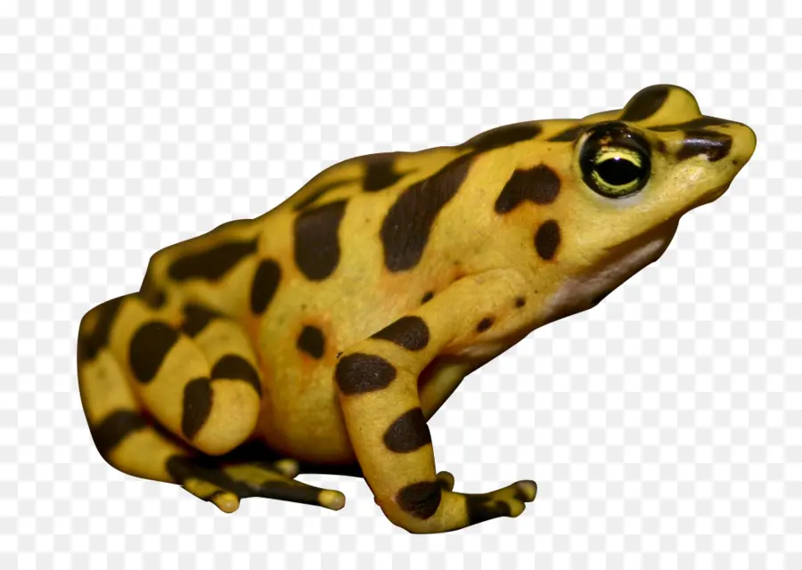 Grenouille，American Bullfrog PNG