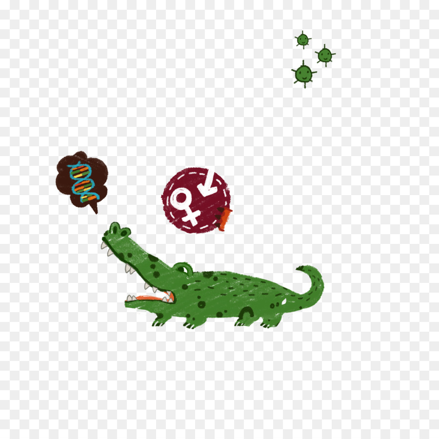 Crocodile，Reptile PNG