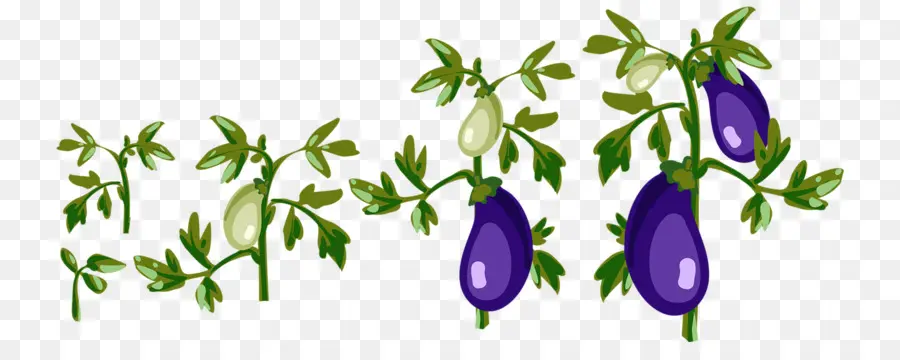 Aubergine，Croissance PNG