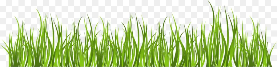 Herbe Verte，Pelouse PNG