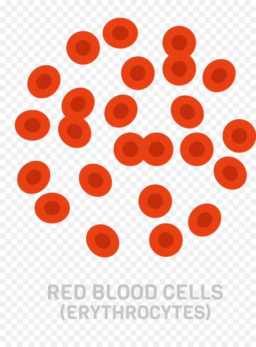 Globules Rouges，Érythrocytes PNG