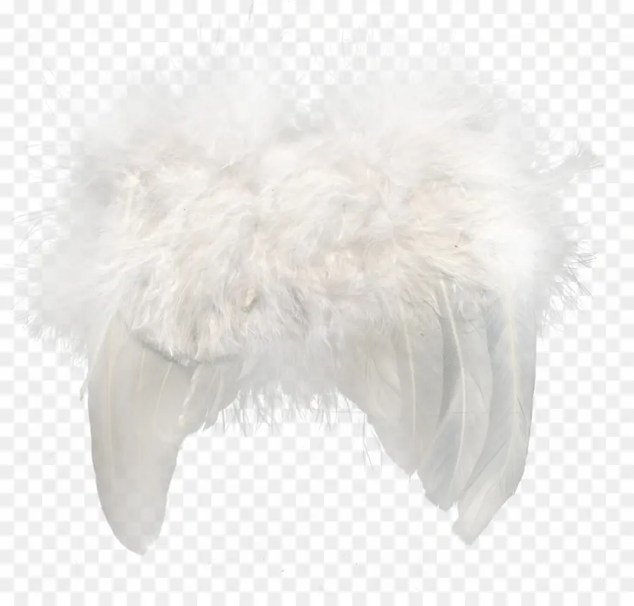 Plumes Blanches，Duveteux PNG