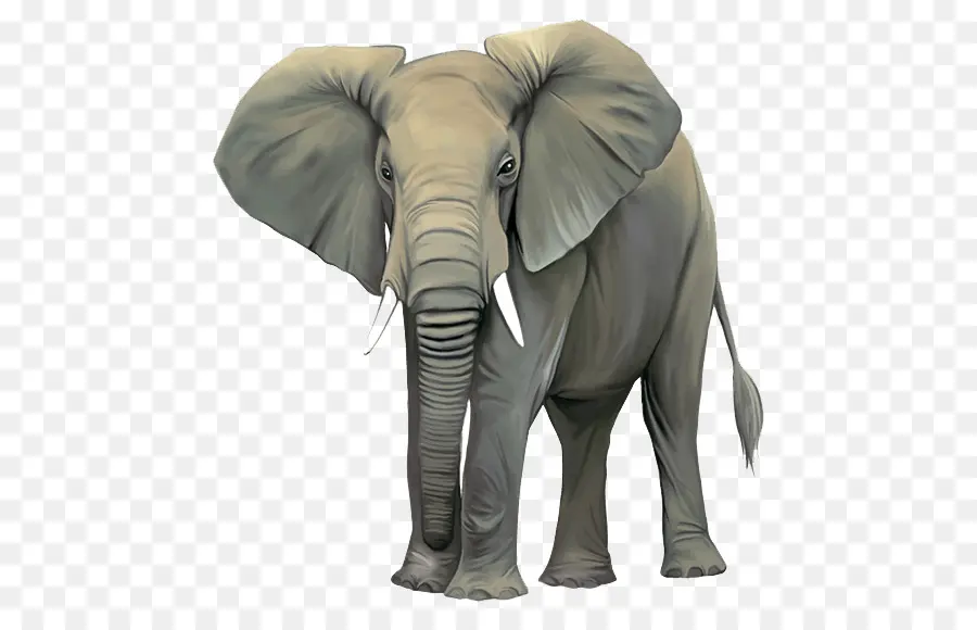 Éléphant De Savane D Afrique，Éléphant D Asie PNG