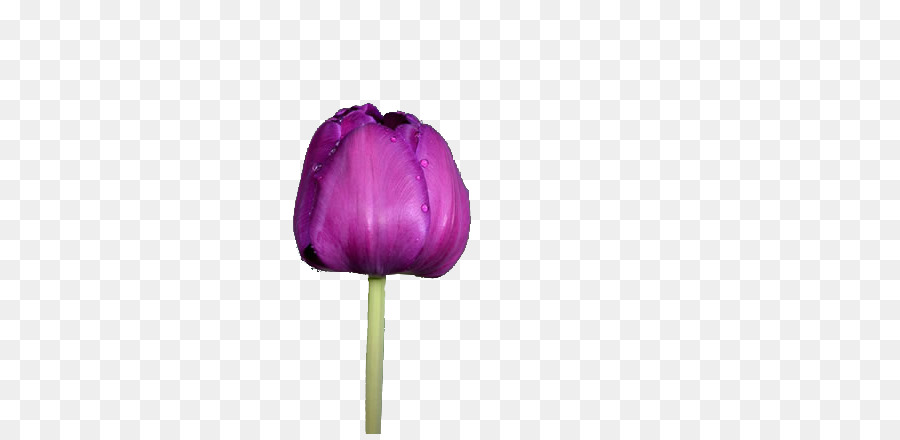 Tulipe Violette，Printemps PNG