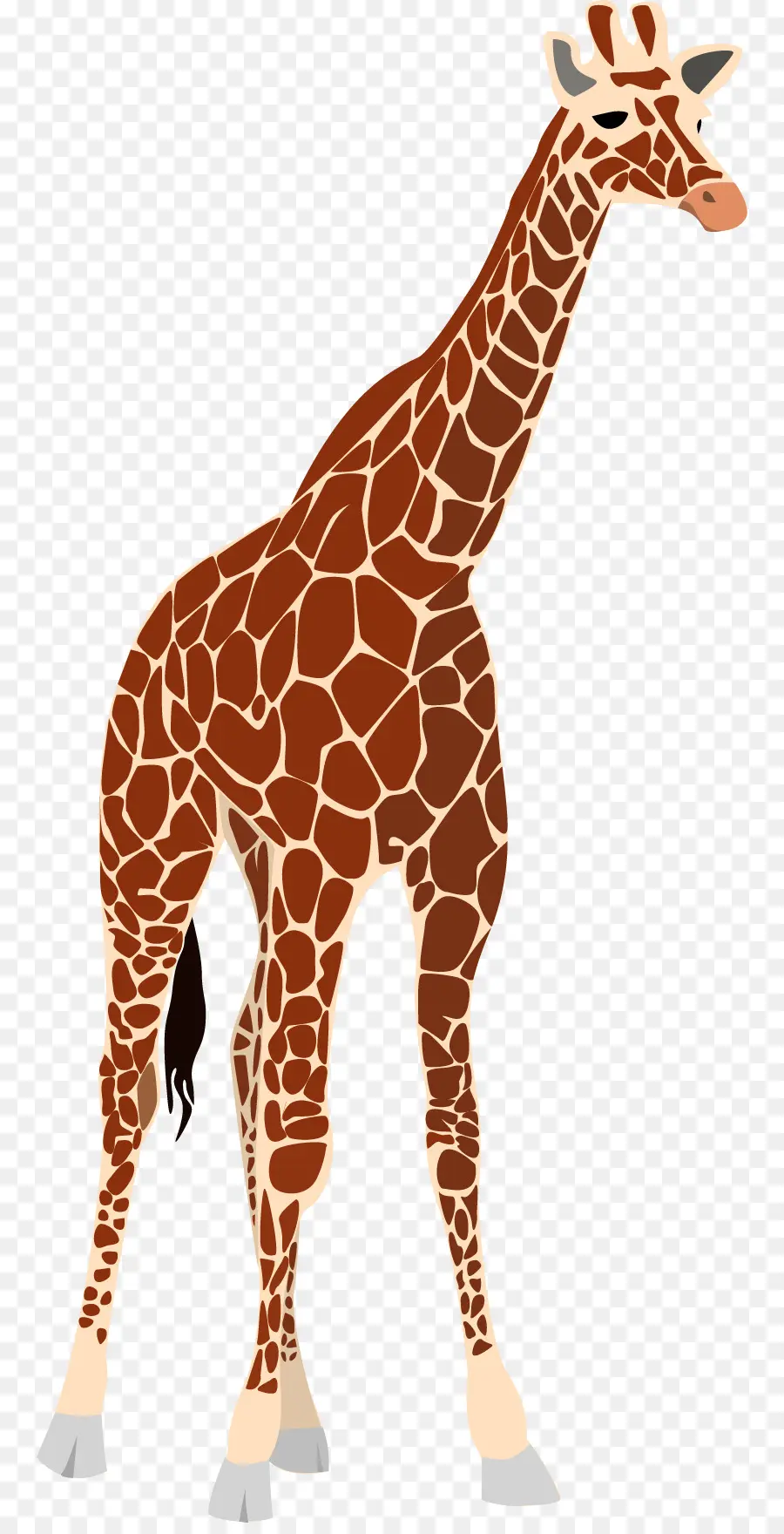 Girafe，Faune PNG