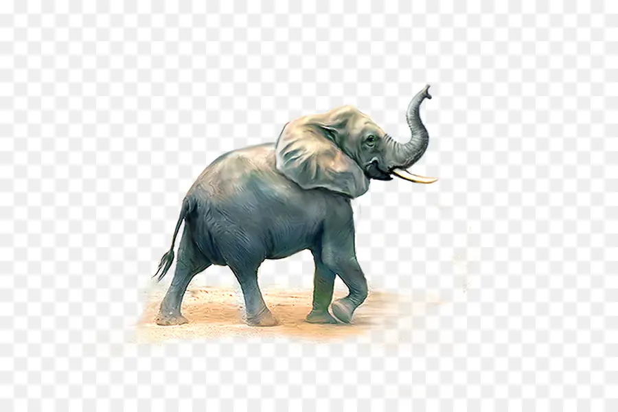 L éléphant D Afrique，éléphant Indien PNG