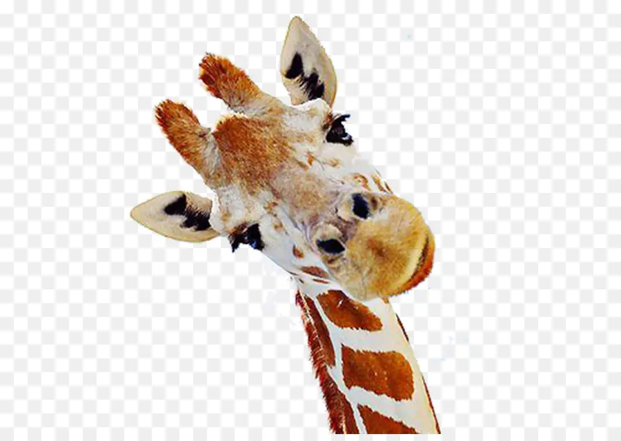 Girafe，Long Cou PNG