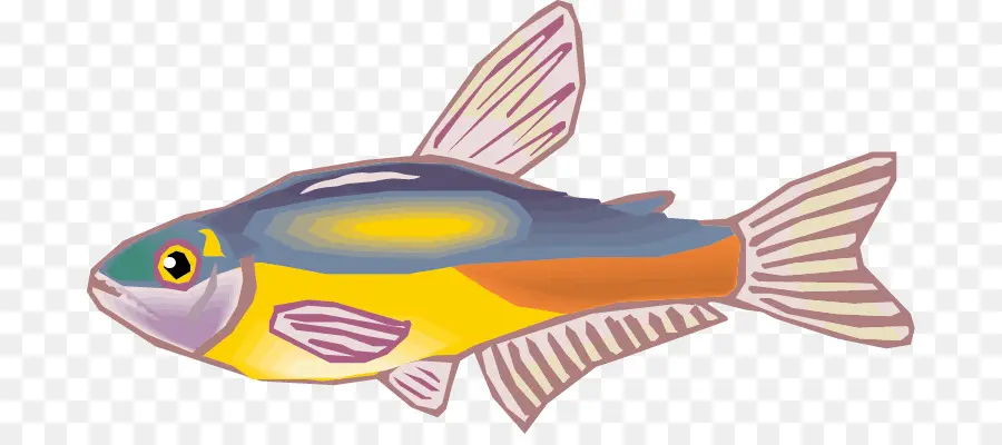 Poisson Coloré，Aquatique PNG