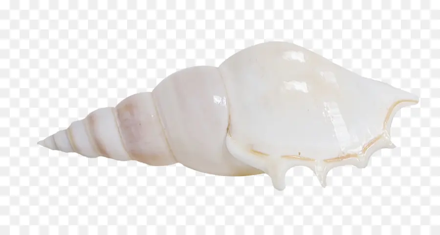 Coquille De Conque，Coquillage PNG