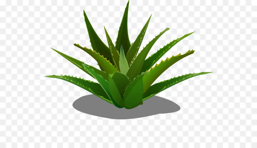 Plante Verte，Feuilles PNG