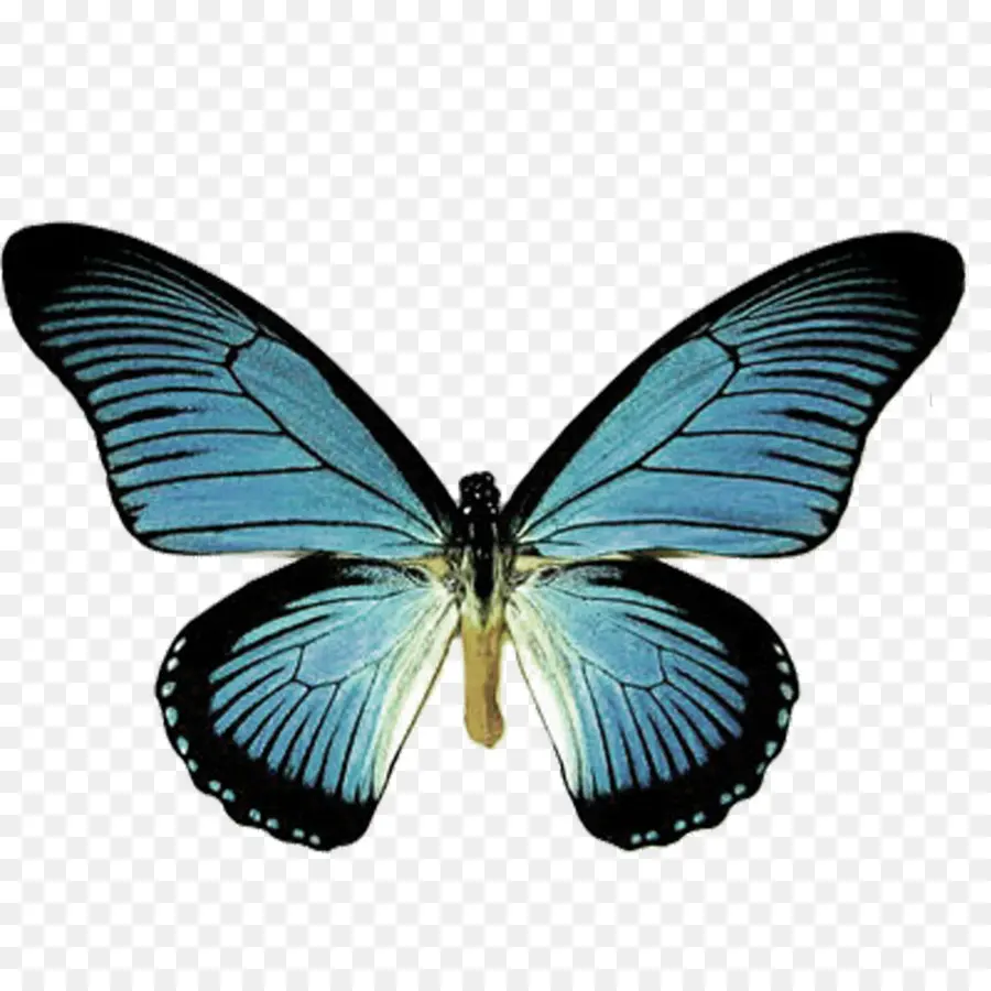 Papillon，Papilio Machaon PNG