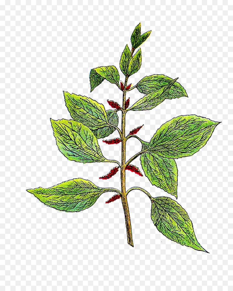 Plante à Fruits Rouges，Feuilles PNG