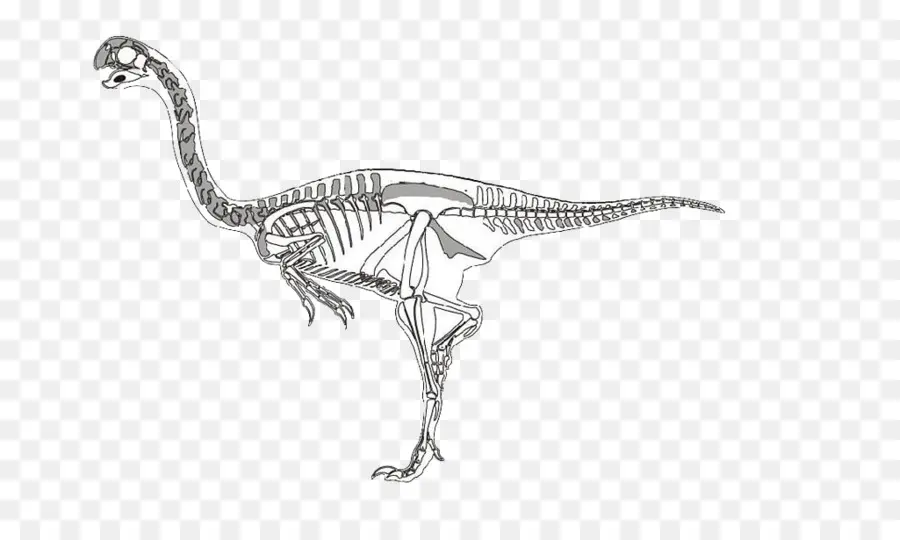 Velociraptor，Dinosaure PNG