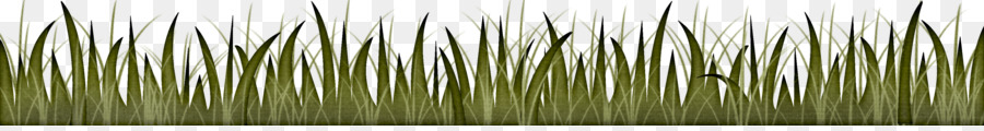 Herbe Verte Courte，Nature PNG